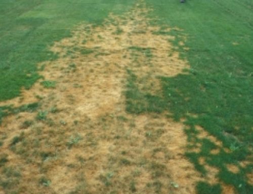 Significant Reduction in Pythium Outbreaks